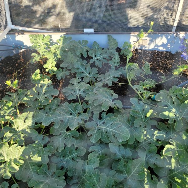 Lush green watermelon plants growing in a greenhouse, featuring large, textured leaves and a structured irrigation system, surrounded by mulch for moisture retention.
