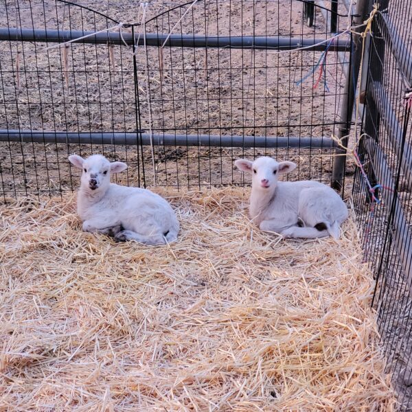 Two adorable white lambs resting on straw in a fenced enclosure, showcasing their playful nature and soft wool.