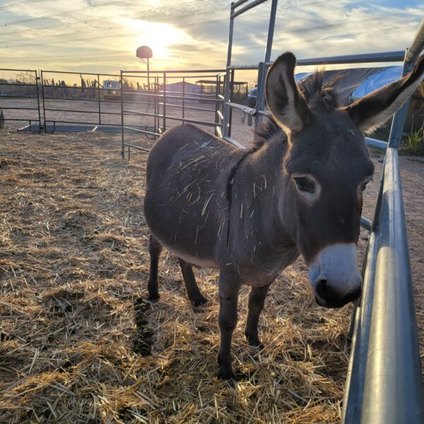Donkey standing in a straw-covered pen at sunset, with a wooden fence and farm buildings in the background.